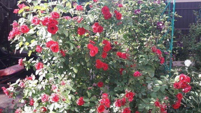 РОЗЫ. НАЧИНАЮЩИМ. РАЗБОР ОШИБОК. смотреть онлайн