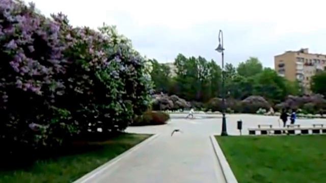 Сиреневый сад Москва Май 2016 (3)__ Lilac garden Moscow May 2016 (3) смотреть онлайн