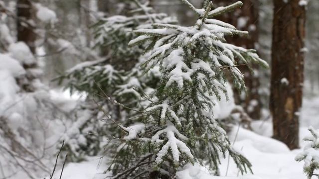 ПРОГУЛКА ПО ЗИМНЕМУ ЛЕСУ [МИНИМАЛИЗМ] смотреть онлайн