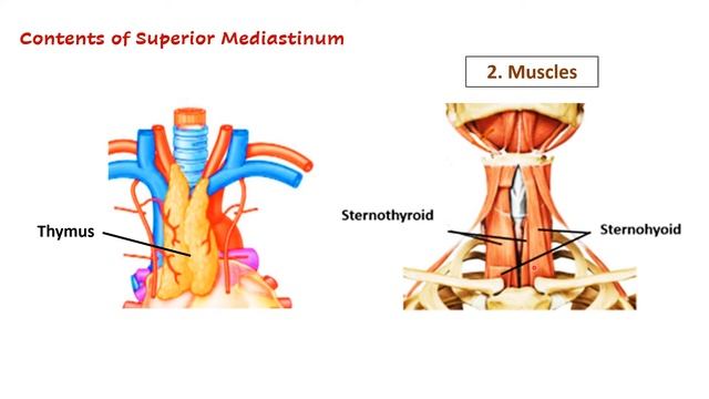 Mediastinum | Mediastinum anatomy | Mediastinum contents| смотреть онлайн