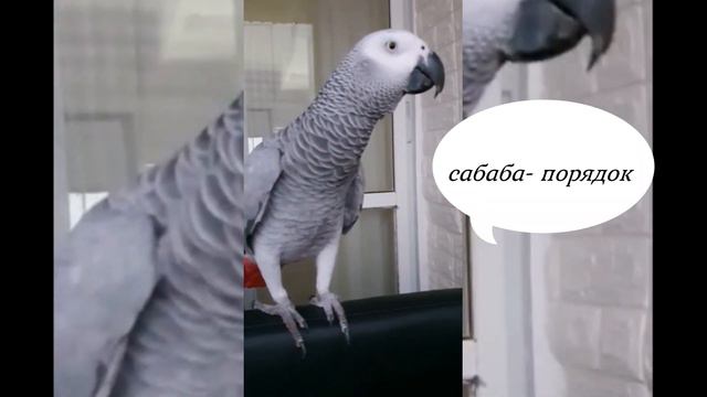 дуся 2 смотреть онлайн