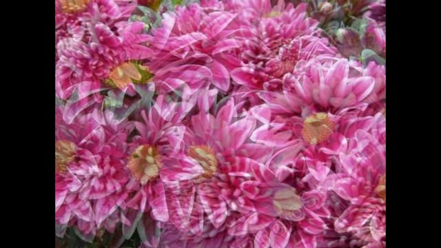 Красивые Хризантемы\BeautifulFlowers смотреть онлайн