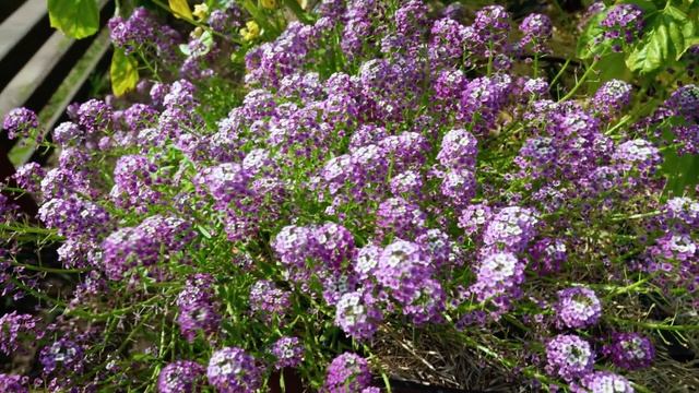 Sweet Alyssum: The Companion Plant You're Probably Not Growing смотреть онлайн