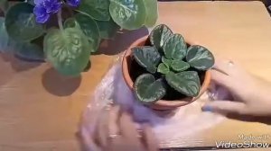 Фиалки. Как укоренить розетку фиалки в земле. Омоложение фиалок. Размножение.