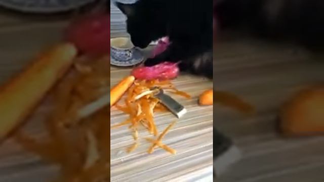 МейнКун смотреть онлайн