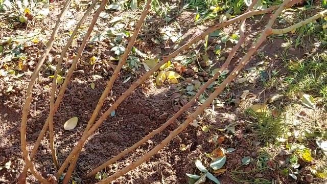 524. РОЗЫ ПЛЕТИСТЫЕ как ПОДГОТОВИТЬ К ЗИМЕ смотреть онлайн