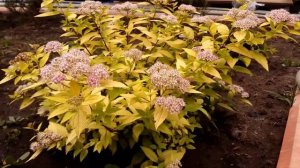 СПИРЕЯ японская Golden Princess ?Голден Принцесс? Обзор за 2020