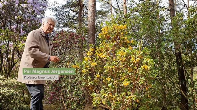 Rhododendron cinnabarinum смотреть онлайн