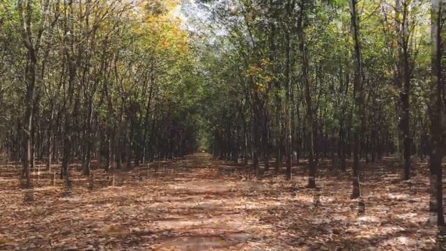 Звуки Ветра - Forest noise смотреть онлайн