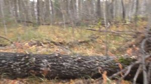 Почему животные любят соль!? Делаем солонец для Лосей и Косулей!