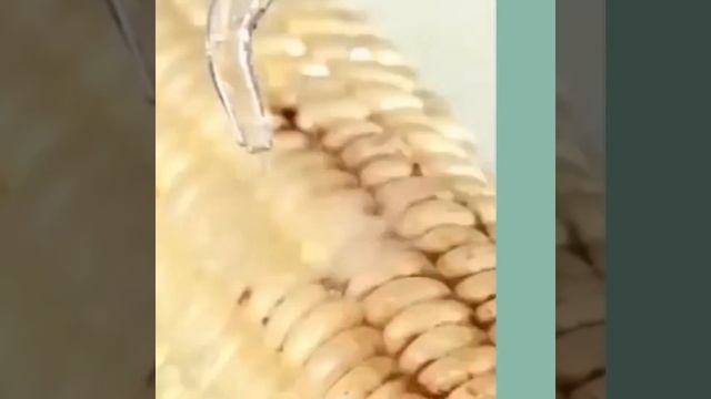 Oral Irrigator Floss Water Jet смотреть онлайн