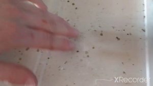 ремонт микроволновки gorenje замена лампочки (не светит)