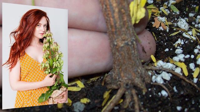 USOS DEL TEPEZCOHUITE, ÁRBOL DE LA PIEL, PROPIEDADES DE LAS PLANTAS MEDICINALES, (Mimosa tenuiflora смотреть онлайн