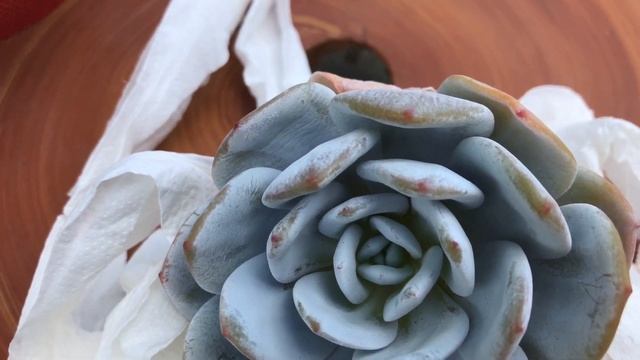 Unboxing and Repotting | Echeveria Laui ? смотреть онлайн
