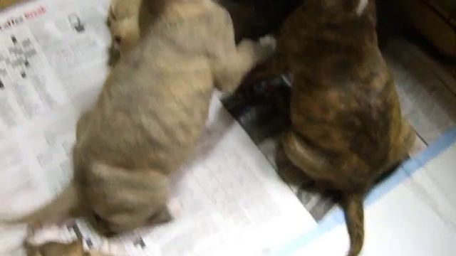 Pitbull Akita Puppies смотреть онлайн