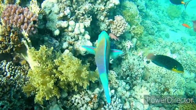Marsa Alam Abu Dabbab 2023 Turtles, Fishes and Reef смотреть онлайн