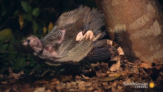 Incredible: A Gaboon Viper Strikes a Bird in Slo-Mo смотреть онлайн