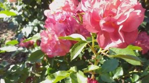 РОЗЫ особенные СОММ2016 Синко де Майо ЭНН ХЕНДЕРСОН