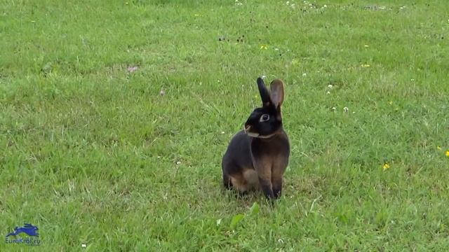 Кролик – Рекс чёрно огненный смотреть онлайн