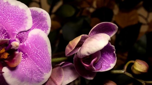 ♫ Giovanni Marradi -  Collection ♫ (Beautiful Flowers)