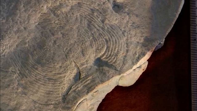 Развитие жизни на Земле (The Evolution of Life) - Оватоскутум (Ovatoscutum concentricum) смотреть онлайн