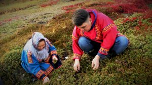 Целебные травы тундры. Ягель. Лечение ненцев...