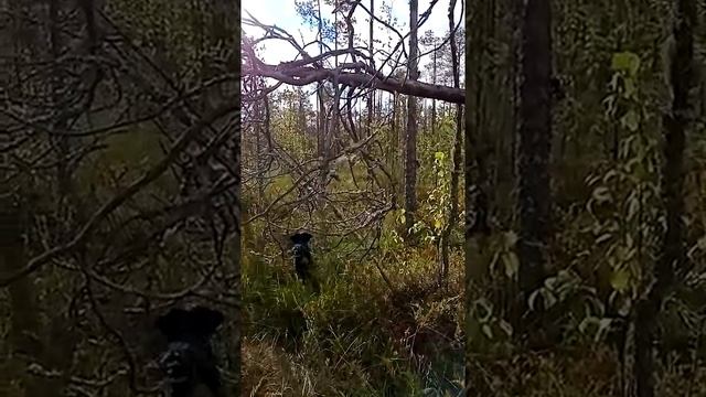 сбор клюквы 2021 г. Вологодская область белозерск смотреть онлайн