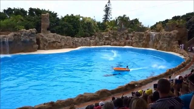 Tenerife Loro Parque (Лоро парк) Шоу дельфинов