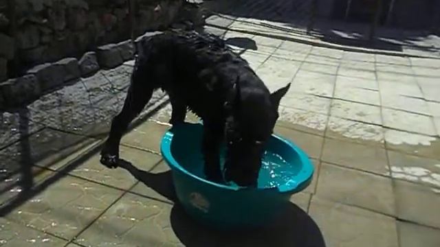 п-к  Роман-Кош..Роман-Кош   Массандра 5 мес. Дети РК Венеции 2012. водяная баня