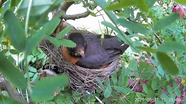2021 May 31 Mama robin brooding her eggs . . . . Ripley, Ontario Canada AtHomeFriendlyTecGuy смотреть онлайн