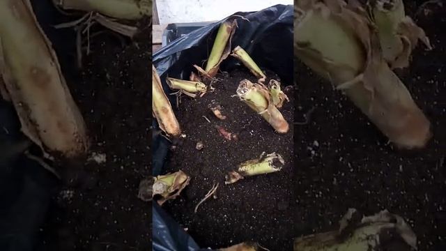 Клубни канн ушли на зимнее хранение.Условия качественной зимовки. смотреть онлайн