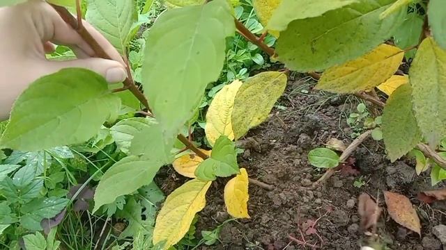 Размножаем гортензию методом отводки смотреть онлайн