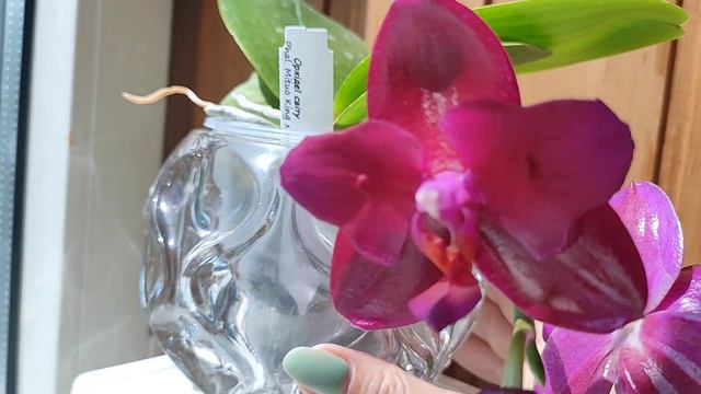 Phal. Mituo King бабочка 👑 🦋 смотреть онлайн
