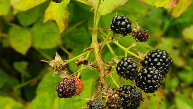 Урожай Огород Ежевика Где купить конечно у меня смотреть другие видео читать описание смотреть онлайн