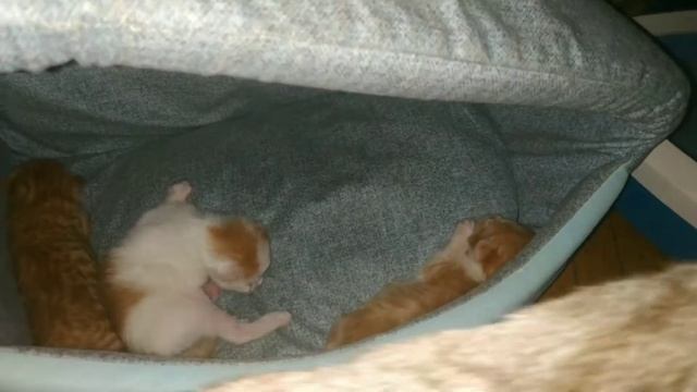 Влог/Роды кошки/Стала мамой #котята #милыекотята #котики смотреть онлайн