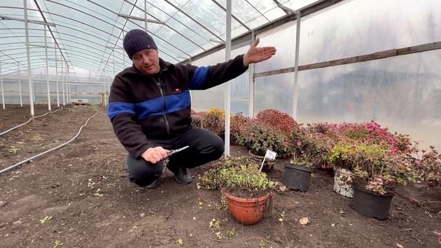 Подготовка ХРИЗАНТЕМЫ МУЛЬТИФЛОРЫ к зиме смотреть онлайн