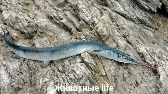 САРГАН?/Животные life/Рыбы/Животные/Интересные факты смотреть онлайн