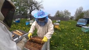 Выводим и выбираем свищевые маточники в основных семьях, которые не хуже роевых. Пасека Лаврова.