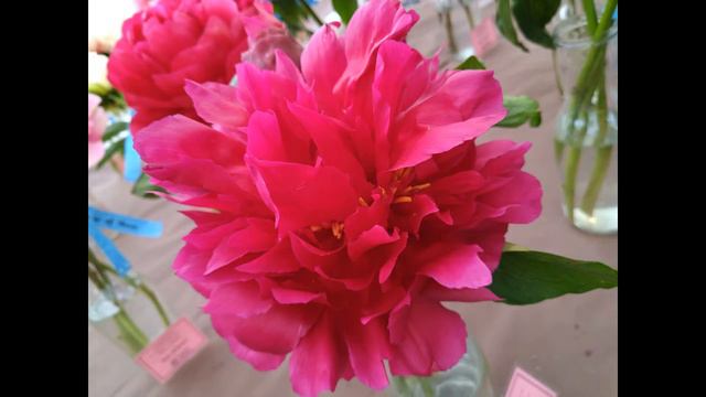 Выставка пионов, ирисов и не только. Аптекарский огород. Peony and iris exhibition in Moscow смотреть онлайн