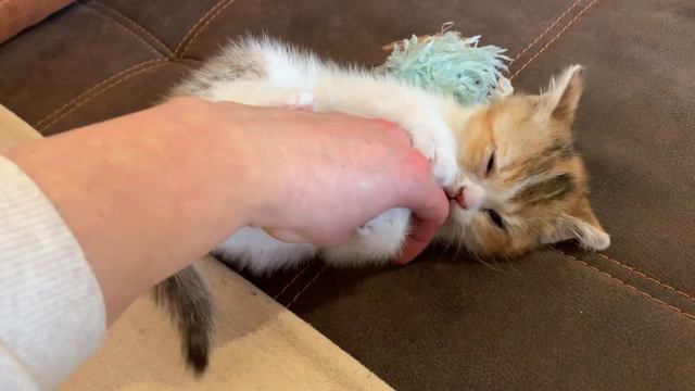 The kitten is so cute! The cat is beautiful and very playful смотреть онлайн