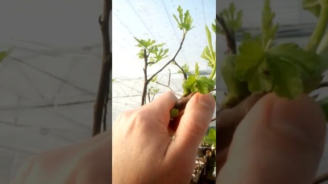 Инжир,смоковница смотреть онлайн