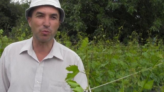 @Школка для винограда. Уход за саженцами винограда смотреть онлайн