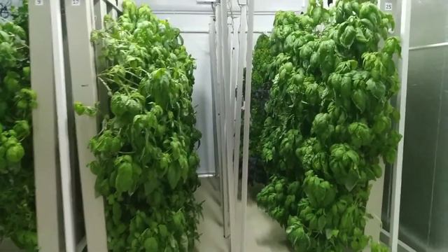 Процесс выращивания на вертикальной гидропонике. Базилик. No comment смотреть онлайн