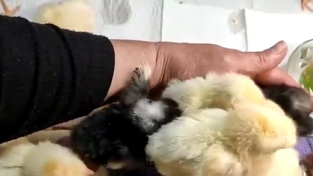 Как уложить цыплят спать? | How to put chickens to bed? смотреть онлайн