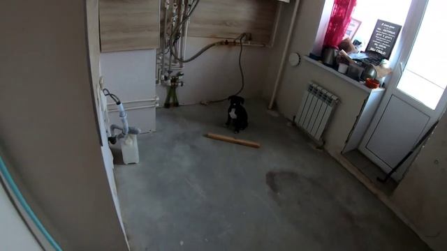Обучение щенка Стаффордширского терьера с нуля/Часть 3 смотреть онлайн