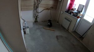 Обучение щенка Стаффордширского терьера с нуля/Часть 3