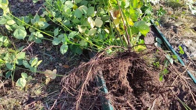 ежевика Тройная Корона пересадка взрослого куста 2 смотреть онлайн