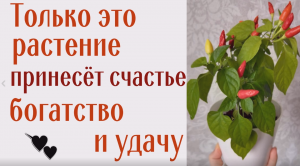 Обязательно поставьте этот цветок в доме!