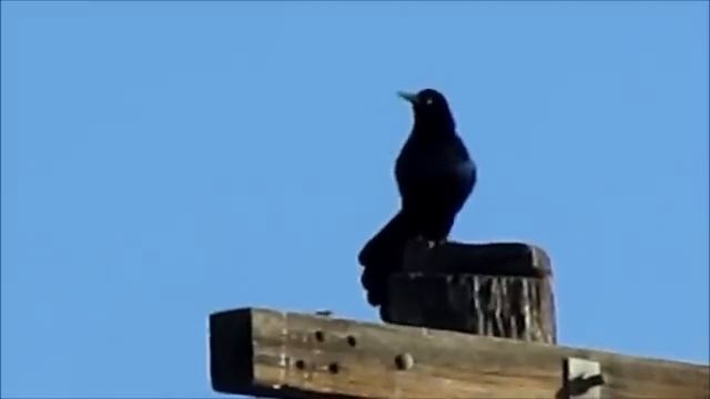 Great-tailed Grackle 