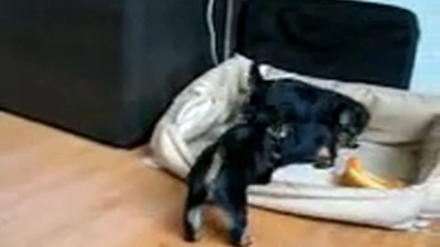 Щенячьи игры